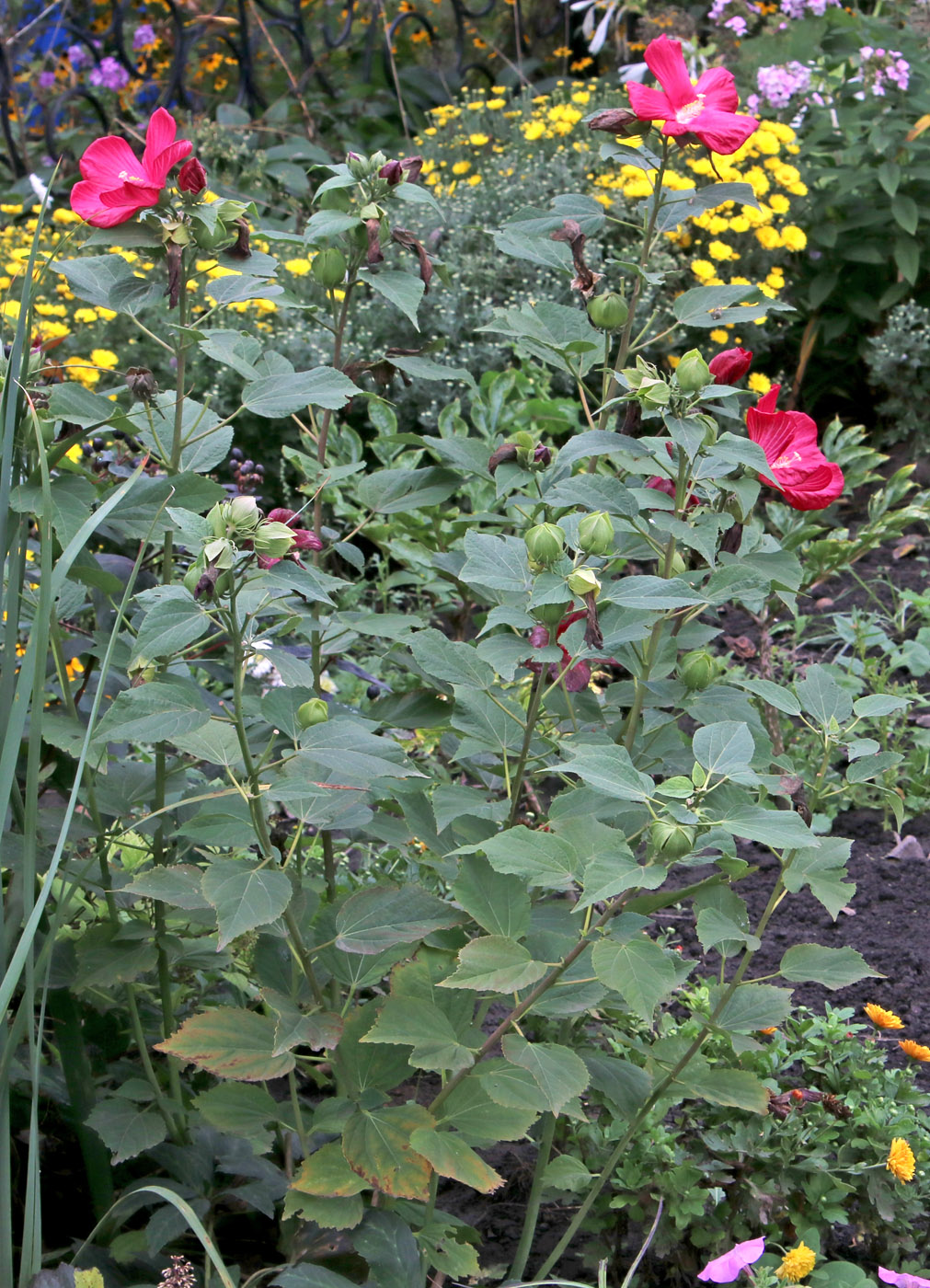 Image of Hibiscus palustris specimen.