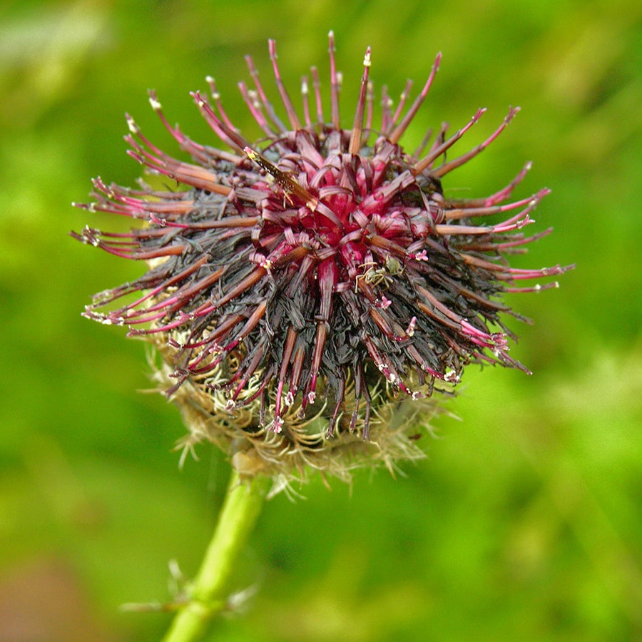 Image of Centaurea calocephala specimen.