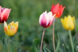 Tulipa suaveolens. Цветки. Калмыкия, Приютненский р-н, берег оз. Маныч-Гудило, степь. 17.04.2016.