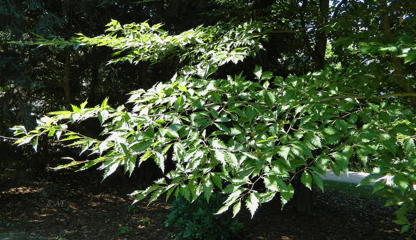 Image of genus Quercus specimen.