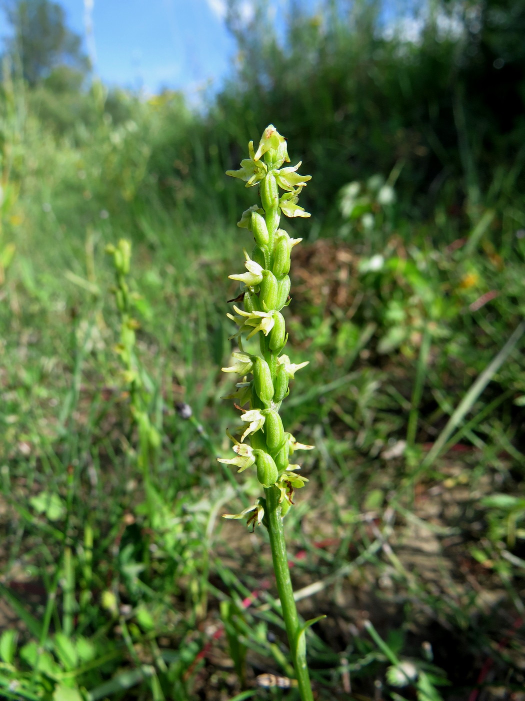 Изображение особи Herminium monorchis.