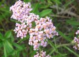 genus Achillea. Соцветие. Якутия, Мирнинский р-н, окр. пос. Светлый, берег р. Вилюй. 25.06.2009.