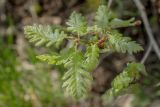 Quercus pubescens. Верхушка побега с молодыми листьями. Ставропольский край, Кавказские Минеральные Воды, Бештаугорский заказник, каменистый склон. 04.05.2014.