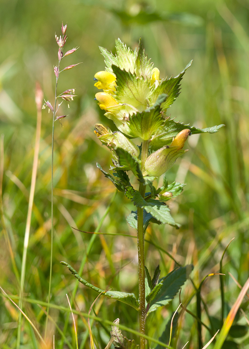 Изображение особи Rhinanthus minor.