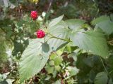 Rubus nessensis. Ветвь с созревающими плодами. Курская обл., Железногорский р-н, с. Карманово, ур. \"Кармановская дача\", под пологом леса. 24 июля 2007 г.