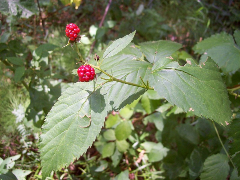 Изображение особи Rubus nessensis.