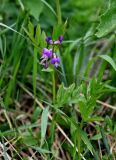 Lathyrus frolovii