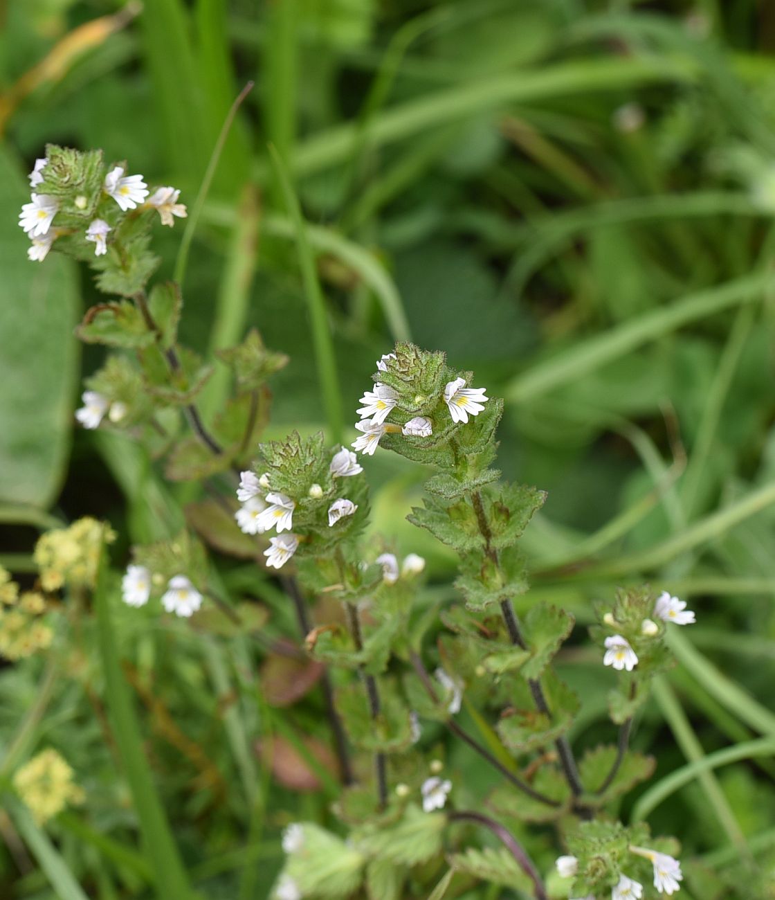 Image of genus Euphrasia specimen.