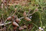 Pinus pityusa