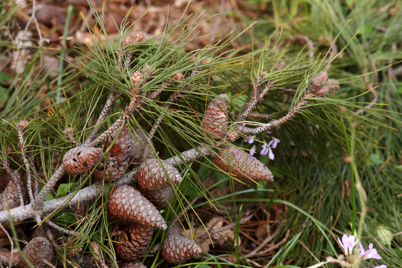 Изображение особи Pinus pityusa.