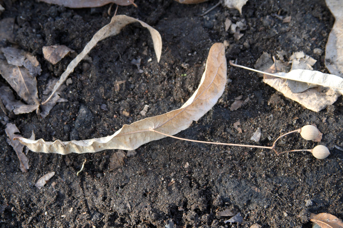 Image of Tilia americana specimen.