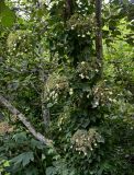 Hydrangea petiolaris. Цветущее растение на стволе Alnus. Кунашир, берег оз. Лагунное, опушка широколиственного леса. 18.08.2022.