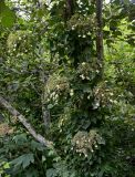 Hydrangea petiolaris. Цветущее растение на стволе Alnus. Курильские о-ва, о-в Кунашир, берег оз. Лагунное, опушка широколиственного леса. 18.08.2022.