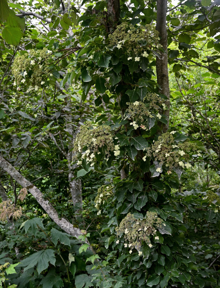 Изображение особи Hydrangea petiolaris.