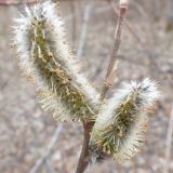 Salix gracilistyla