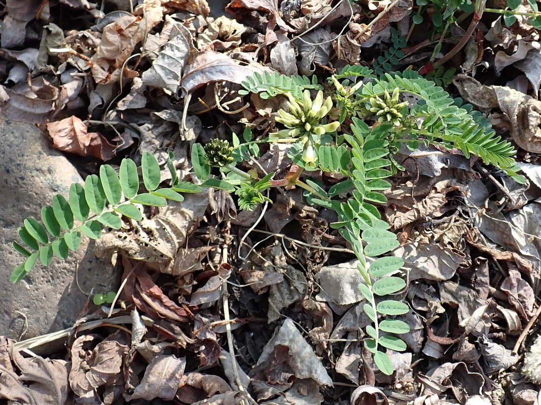 Image of Astragalus schelichowii specimen.