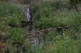 Cardamine amara