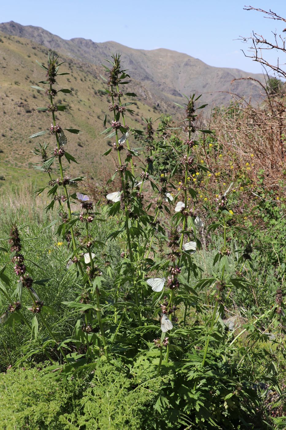 Изображение особи Leonurus turkestanicus.