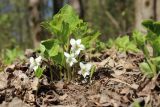 Viola mirabilis. Цветущее растение (белоцветковая форма). Санкт-Петербург, Дудергофские высоты, широколиственный лес на склоне южной экспозиции. 12.05.2023.