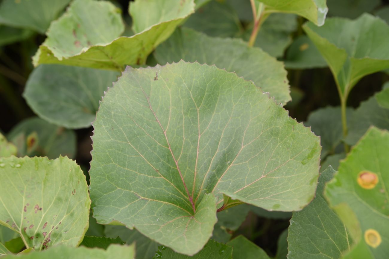 Image of Petasites spurius specimen.