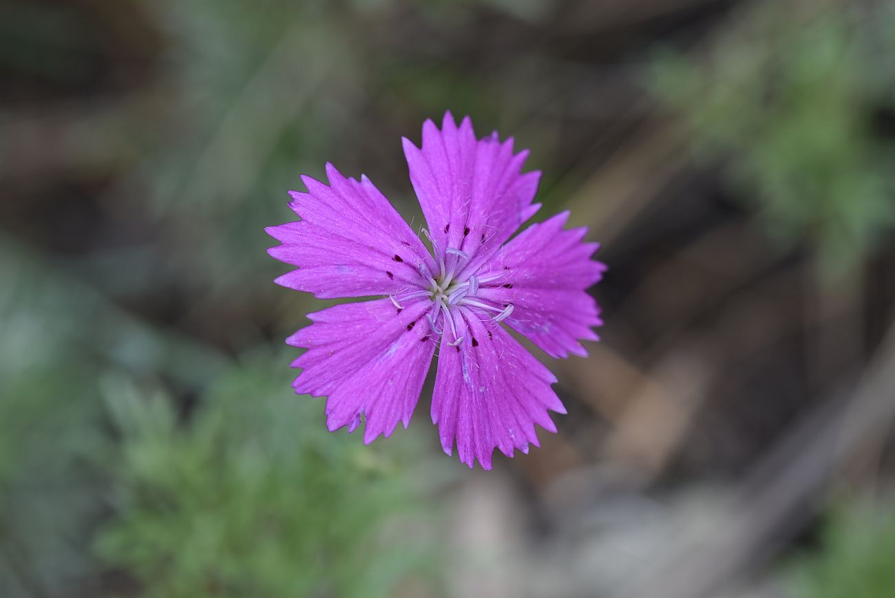 Image of genus Dianthus specimen.