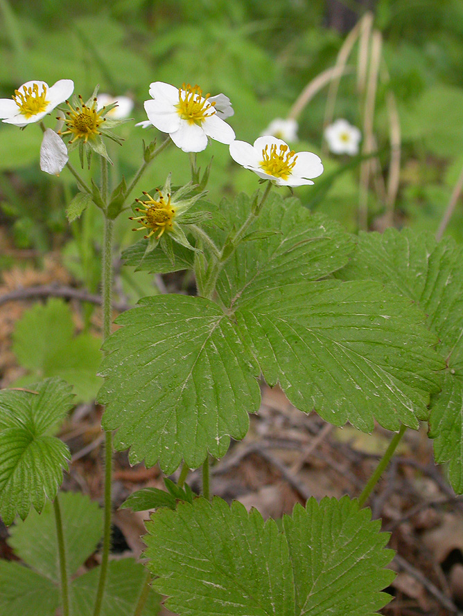 Image of Fragaria orientalis specimen.
