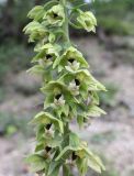 Epipactis helleborine