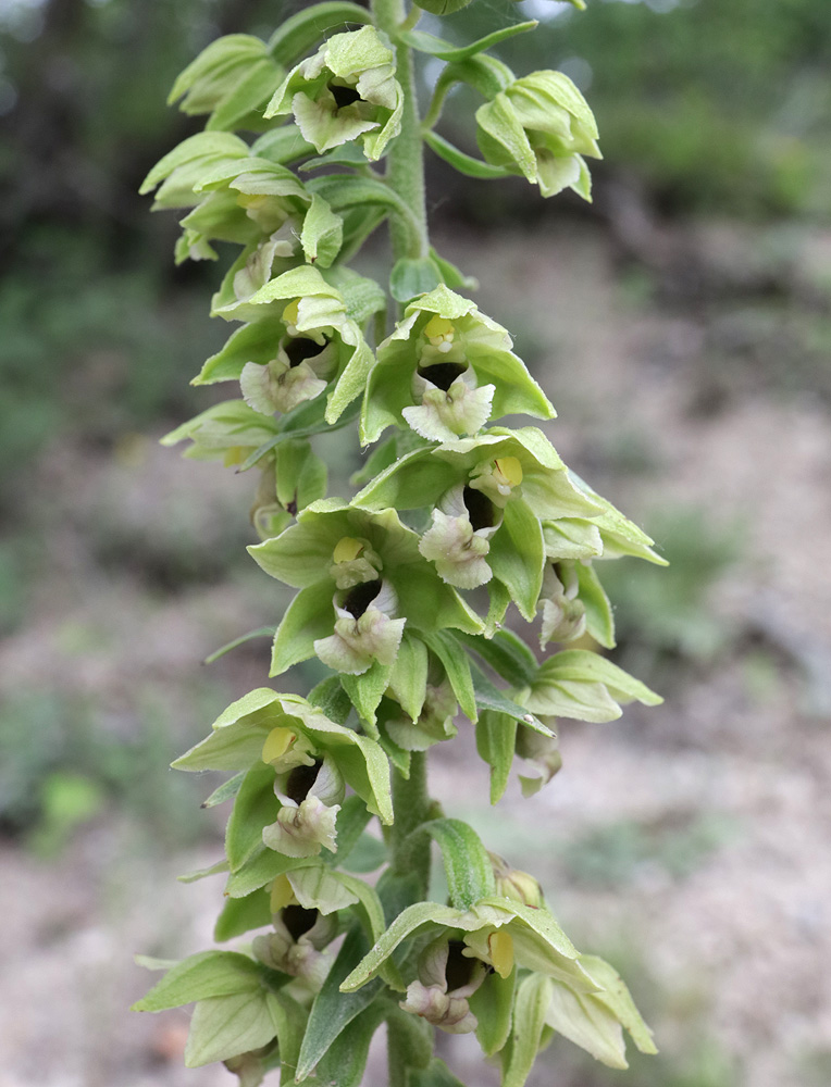 Изображение особи Epipactis helleborine.