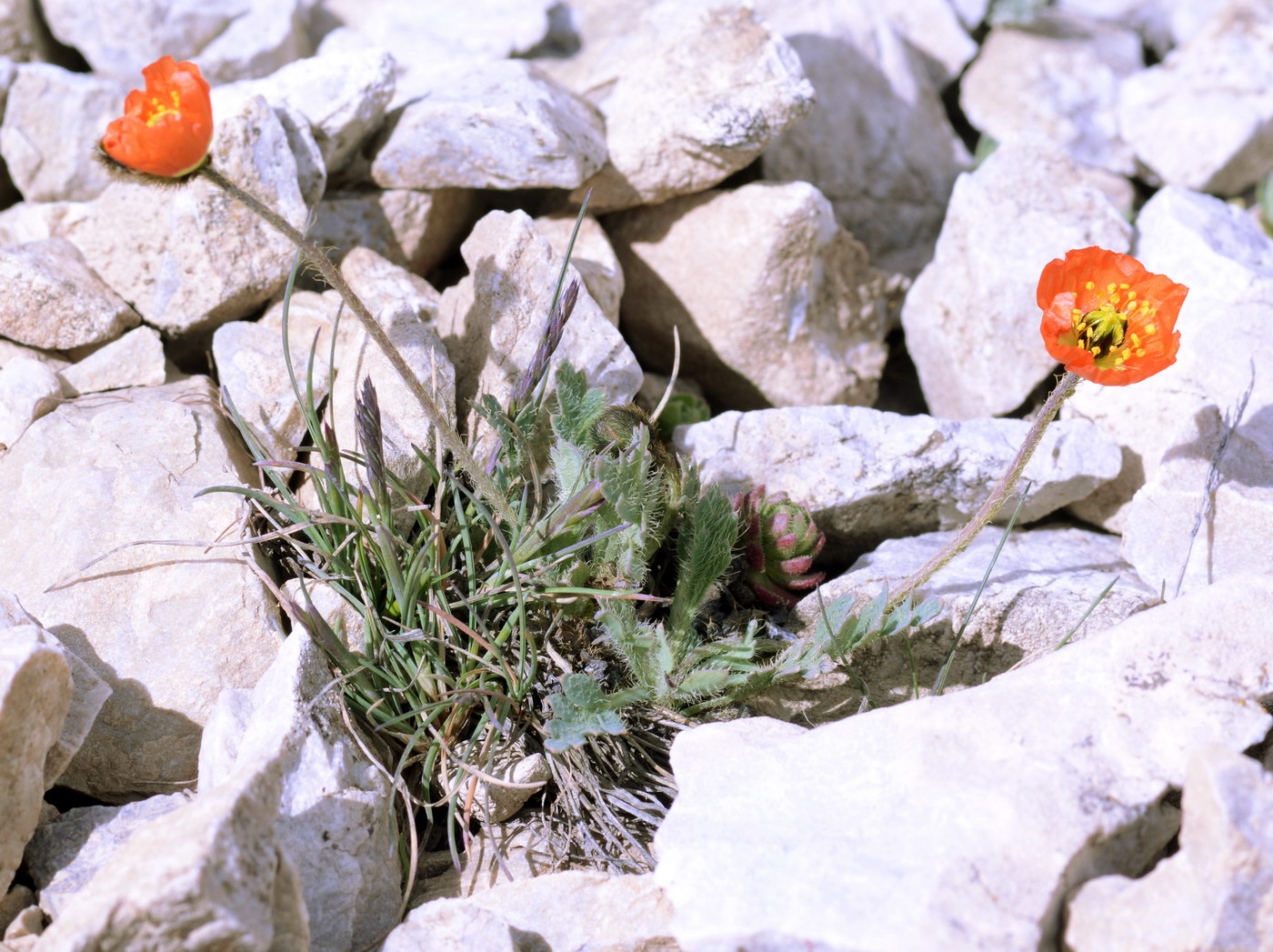 Image of genus Papaver specimen.