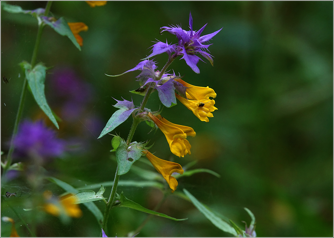 Изображение особи Melampyrum nemorosum.