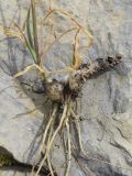 Allium lusitanicum. Корневая система и нижние части побегов. Испания, Каталония, пров. Барселона, комарка Бергеда, муниципалитет Сальдес, подножие горы Педрафорка, окр. смотр. площадки \"Гресолет\", 1557 м н.у.м., вершина известняковой скалы. 03.09.2023.