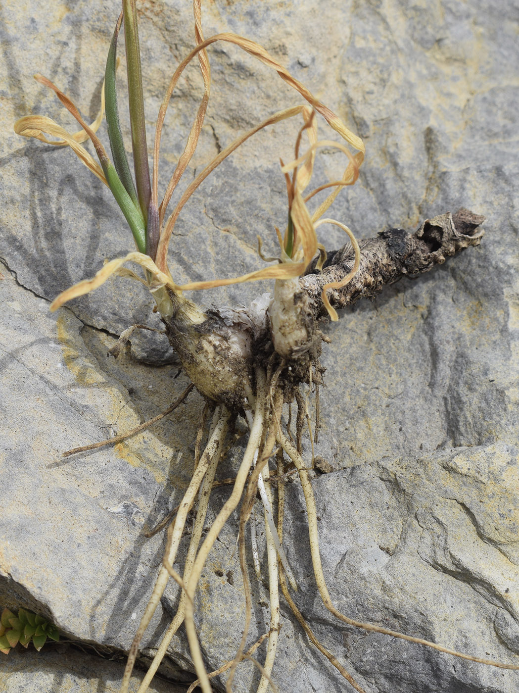 Image of Allium lusitanicum specimen.