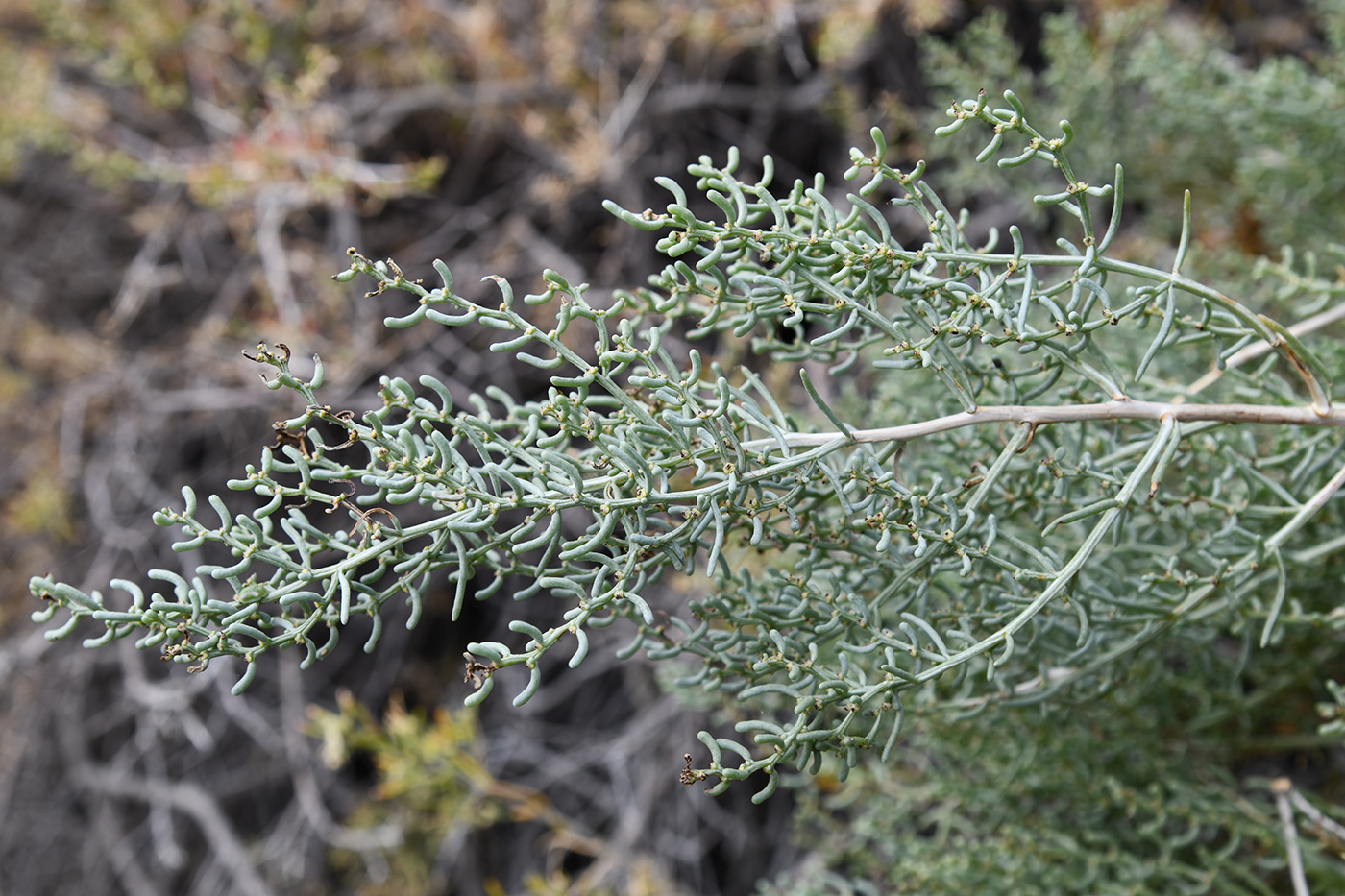 Image of Iljinia regelii specimen.