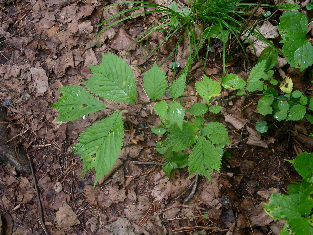 Изображение особи Ulmus laciniata.