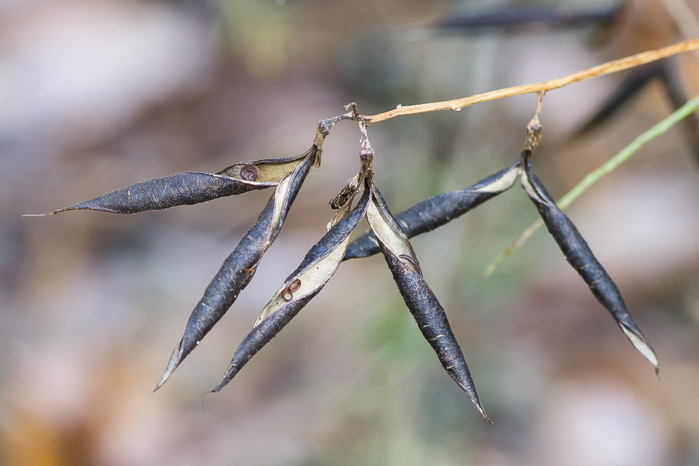 Изображение особи Vicia sylvatica.