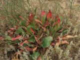 Limonium scoparium