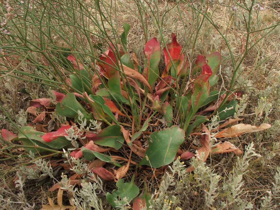 Изображение особи Limonium scoparium.