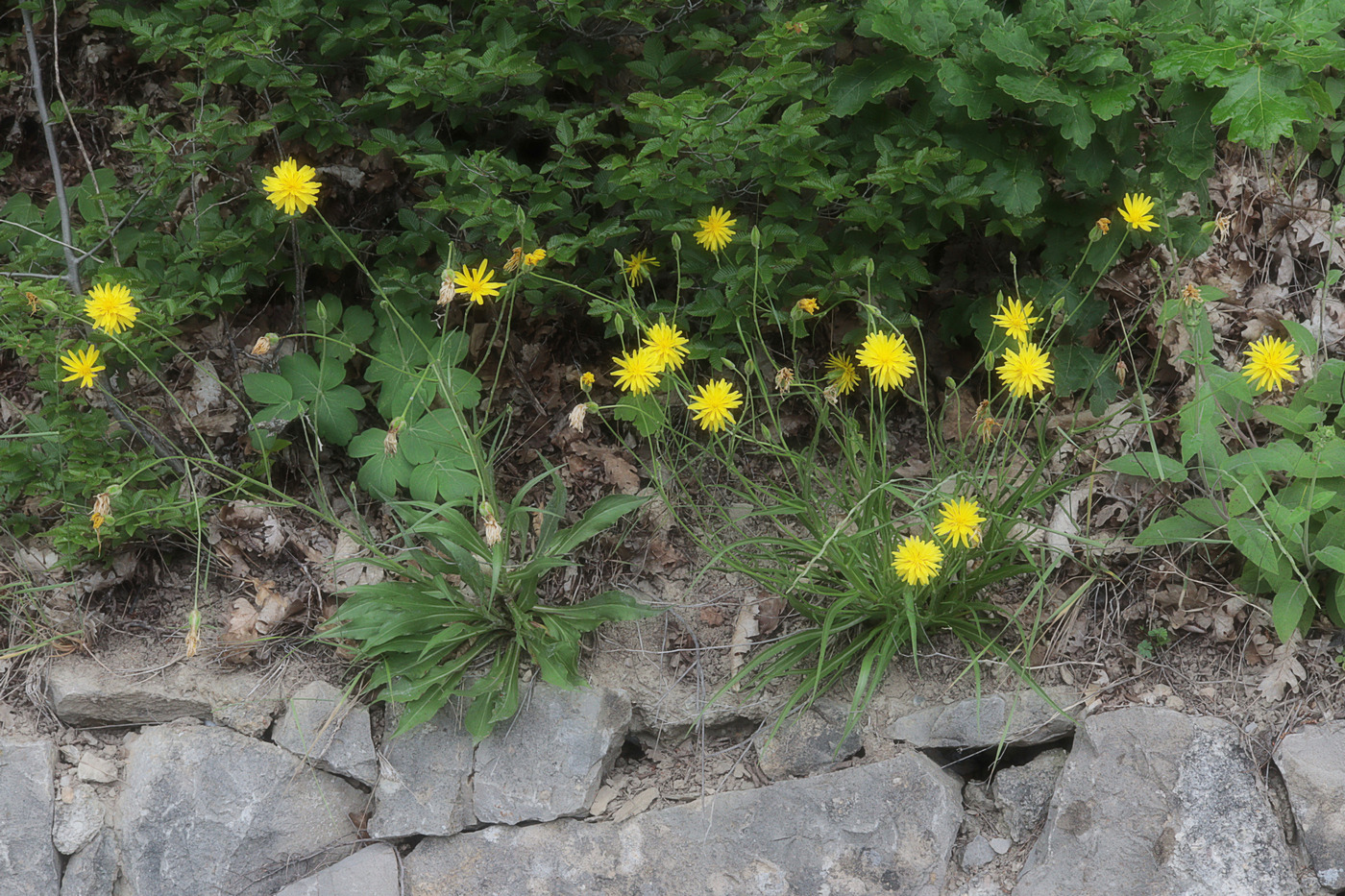 Изображение особи Scorzonera stricta.