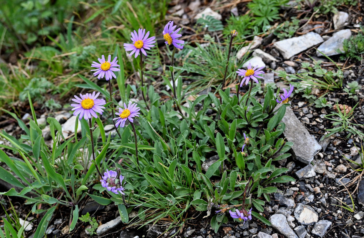 Изображение особи Aster alpinus.