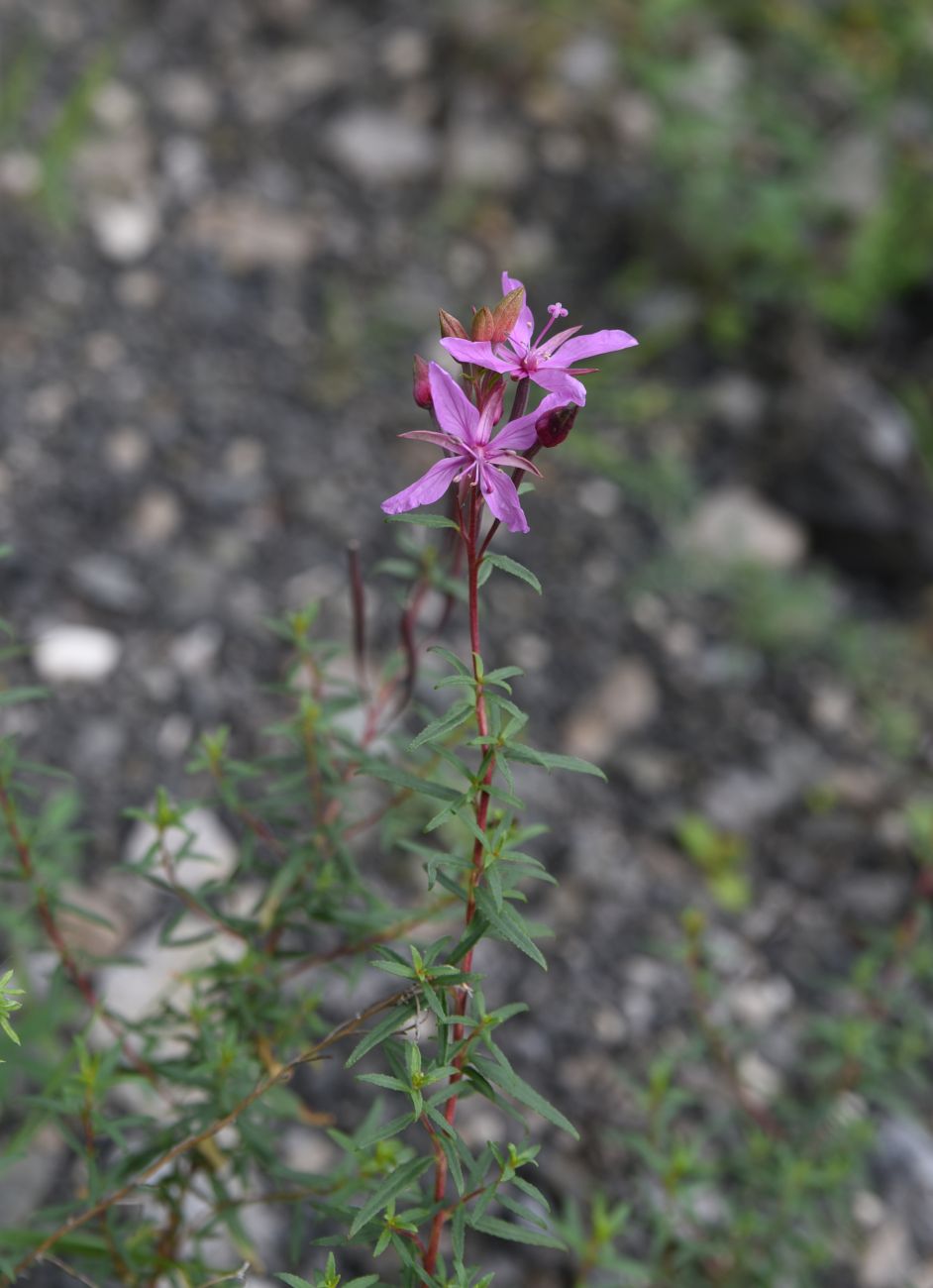 Image of Chamaenerion colchicum specimen.