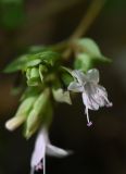 Origanum subspecies viride