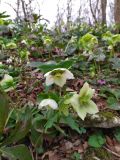 Helleborus caucasicus. Верхушка цветущего растения. Краснодарский край, городской округ Сочи, Хостинский р-н, дорога к Орлиным скалам, широколиственный лес. 11.02.2024.