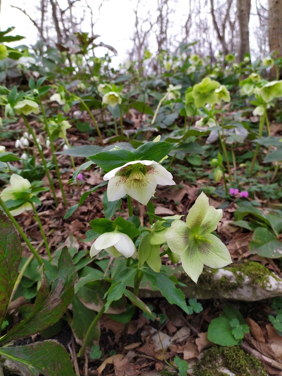 Изображение особи Helleborus caucasicus.