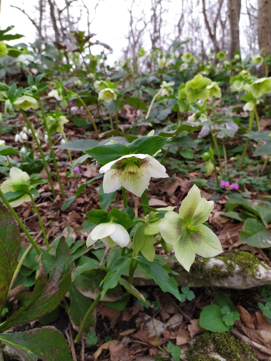 Image of Helleborus caucasicus specimen.