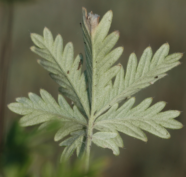 Изображение особи Potentilla approximata.