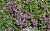 род Thymus. Цветущие растения в сообществе с Alchemilla и Taraxacum. Ингушетия, Джейрахский р-н, перевал Цей-Лоам, ≈ 2200 м н.у.м., каменистый участок лугового склона. 24.07.2022.