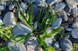 Plantago lanceolata