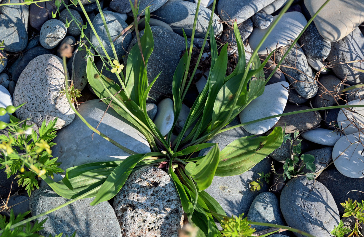 Изображение особи Plantago lanceolata.