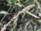 Plantago albicans