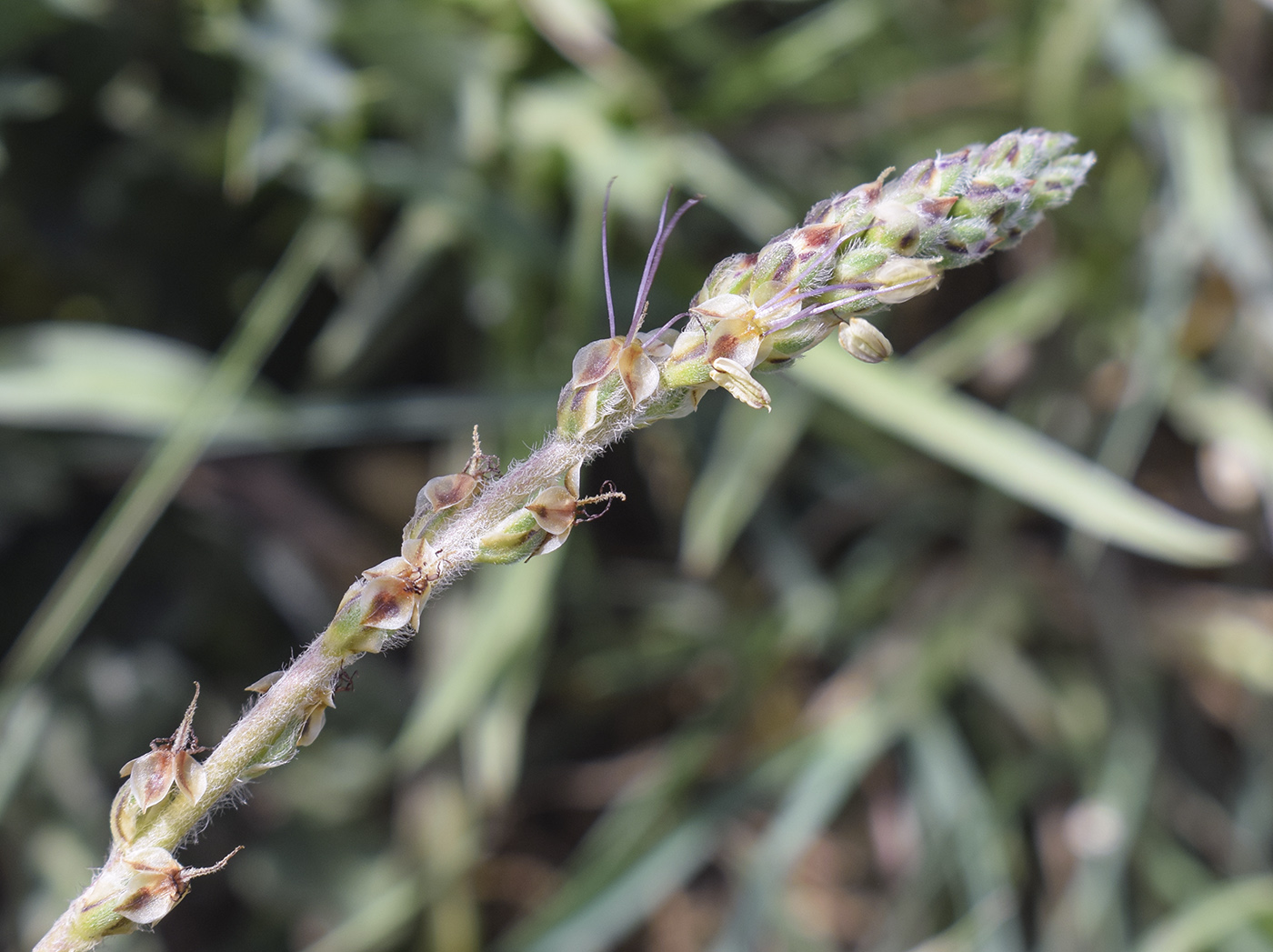 Изображение особи Plantago albicans.